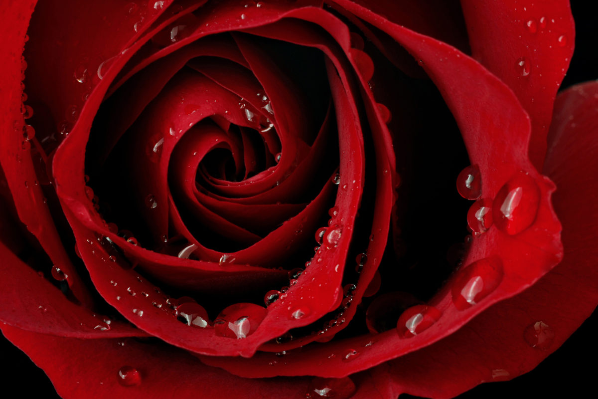 bigstock Macro image of dark red rose w 15024077