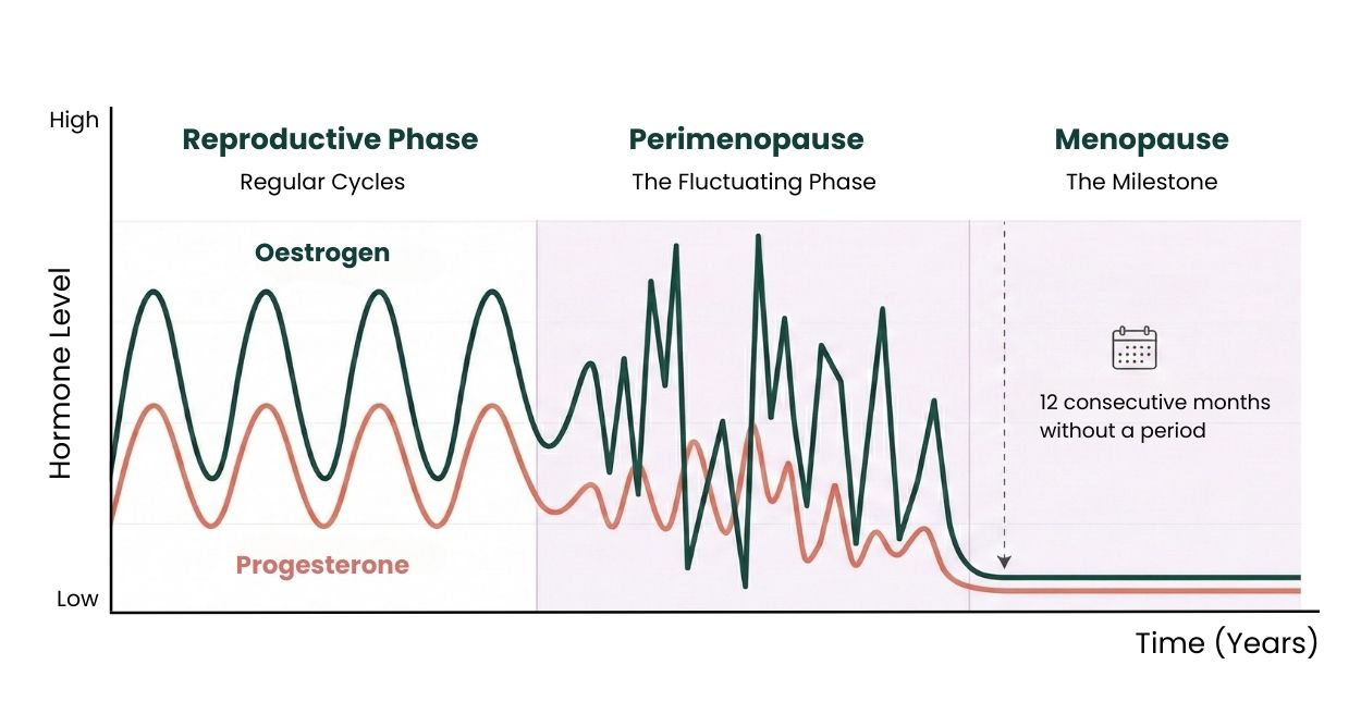 Line graph illustrating the fluctuating levels of oestrogen and progesterone across three stages: Reproductive Phase, Perimenopause, and Menopause.